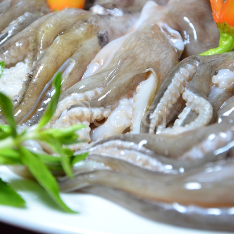 Bạch Tuột Tươi