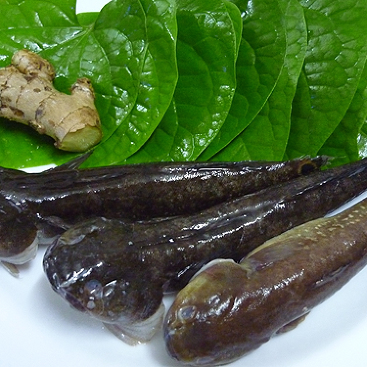 Cá Bớp
