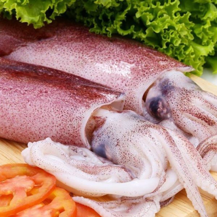 Mực Ống